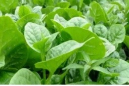 3 loại rau quen thuộc giúp đường ruột khỏe hơn, bán đầy chợ Việt