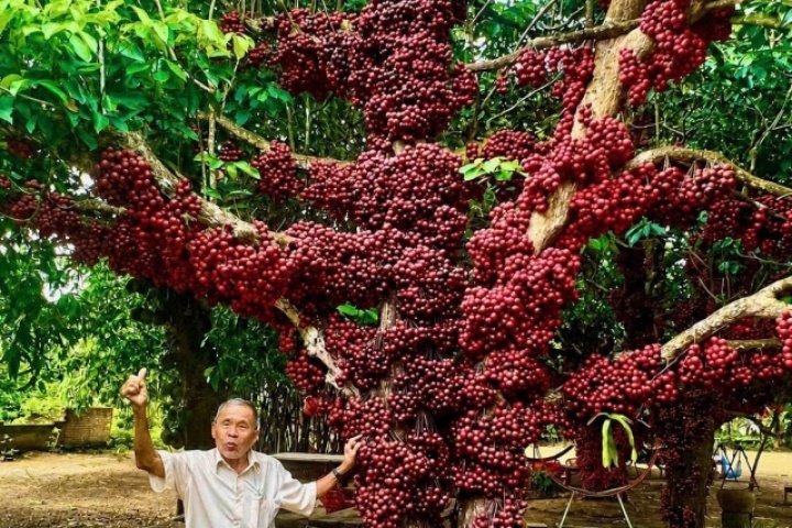 Cận cảnh cây đỏ trăm tuổi ở Đắk Lắk được công nhận là cây di sản Việt Nam