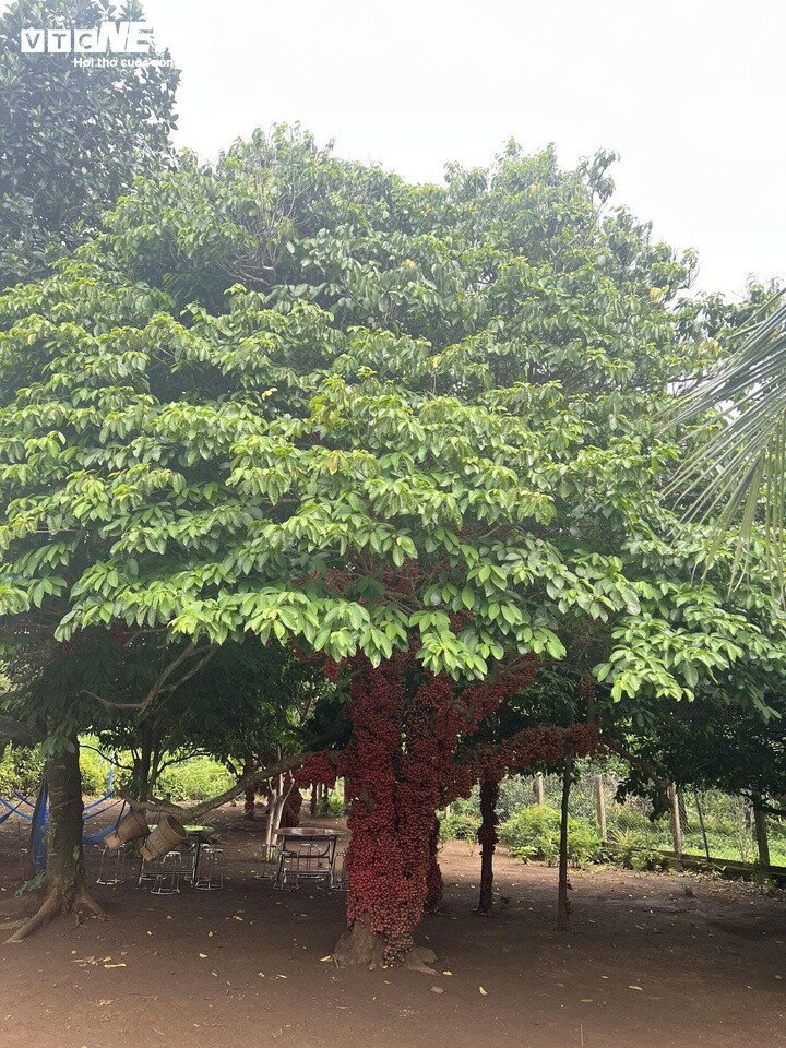 Những cây đỏ cổ thụ có tán rộng, thân lớn, mang dấu tích thời gian và được người dân gìn giữ qua nhiều thế hệ.