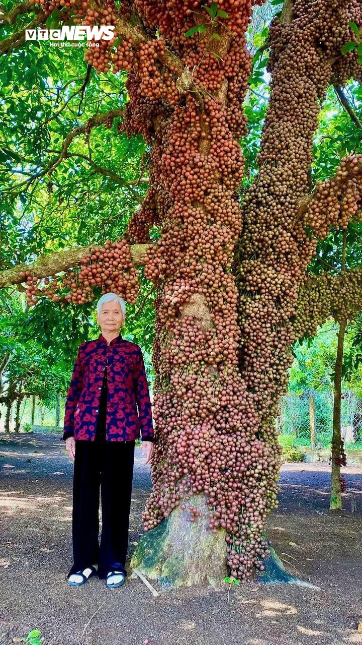 Còn bà Nguyễn Thị Kim Hùng (81 tuổi, chủ vườn đỏ Bà Mười) cho hay đang vào mùa đỏ chín (từ tháng 7 - 9 âm lịch), hằng ngày có nhiều khách đến tham quan vườn. Du khách rất thích khi vừa ngắm hàng ngàn chùm trái đỏ mọc chi chít từ dưới gốc lên tới đọt cây cao hơn 5m và được thưởng thức trái đỏ tại vườn.
