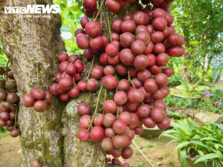Theo ông Lê Quốc Nam, Bí thư Chi bộ thôn Vân Hòa, khi được cộng đồng gìn giữ, những cây cổ thụ không còn đơn thuần là tài nguyên thiên nhiên mà trở thành những “nhân chứng sống” của lịch sử làng quê.
