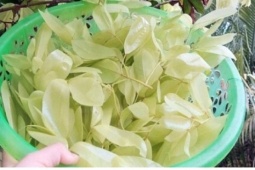 Loại lá đọt mọt chua chát thôn quê nay thành đặc sản thành phố