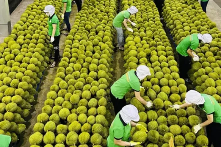 Ấn Độ mở cửa, sầu riêng Việt có cơ hội cán mốc 5 tỷ USD/năm