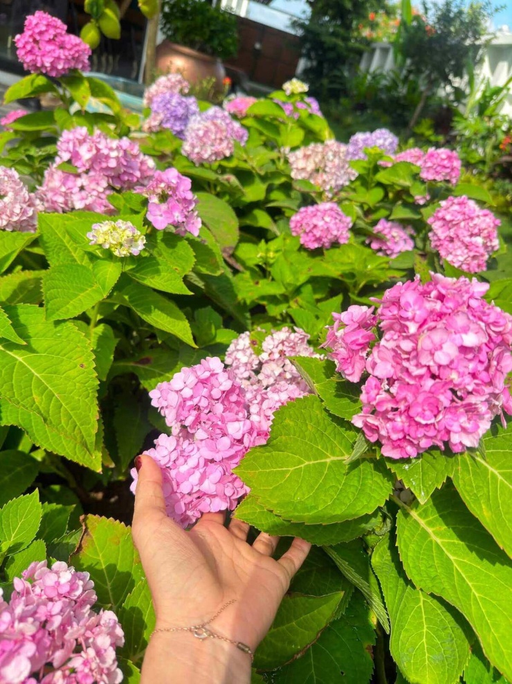 Vườn cẩm tú cầu của bà xã Hoàng Bách