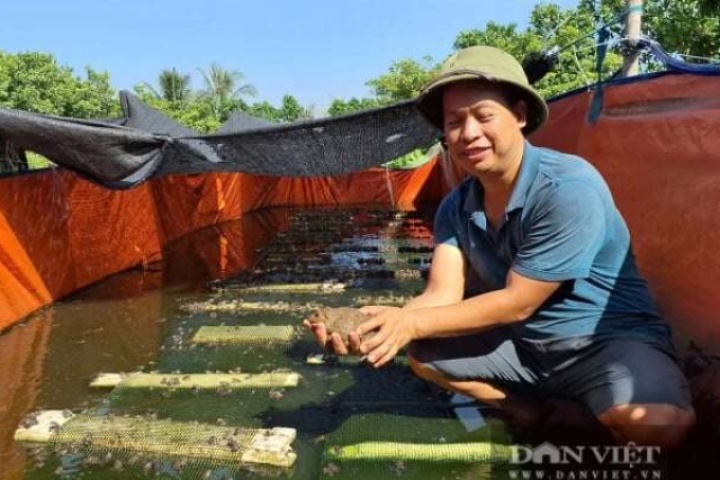 Bỏ ruộng cấy lúa bấp bênh, nông dân Hải Phòng nuôi con gì, trồng loại cây gì mà thu tiền quanh năm?