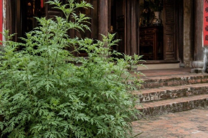 Loài rau thảo mộc giàu dương khí nên trồng trước nhà để rước tài lộc
