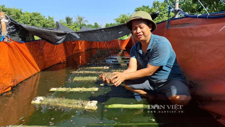 Anh Phạm Văn Khánh (xã Tân Minh, TP Hải Phòng) nuôi và nhân giống ếch tại trang trại tổng hợp của mình. Ảnh: Thu Thuỷ.