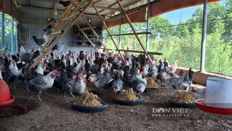 Anh Phạm Văn Khánh (xã Tân Minh, TP Hải Phòng) chăm sóc đàn gà đẻ theo phương pháp truyền thống cho hiệu quả kinh tế cao hơn gấp 2 lần nuôi theo phương pháp nuôi công nghiệp. Ảnh: Thu Thuỷ.