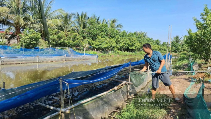 Dưới nuôi ếch và thả cá, trên nuôi gà đẻ và trồng thập cẩm các loại cây ăn quả, gia đình anh Khánh ngày nào cũng có thu nhập. Ảnh: Thu Thuỷ.