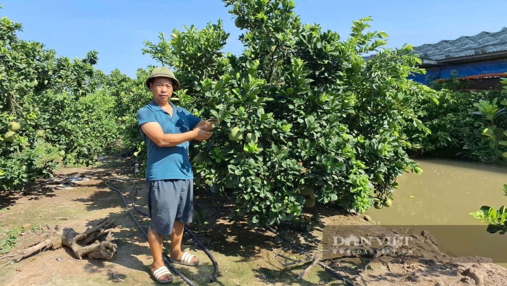 Xung quanh bờ cây cối xum xuê, xanh mướt, mùa nào thứ đó, gia đình anh Khánh có nguồn thu luôn ổn định. Ảnh: Thu Thuỷ.