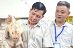 Làm chuồng sạch như khách sạn, nuôi con dúi má đào thích gặm tre lại khéo chăm con, một người Nghệ An thu tiền tỷ