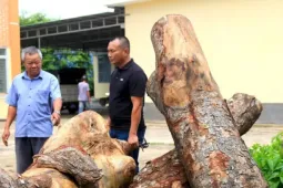 Vụ cưa hàng xà cừ tại trụ sở xã: Gỗ tại hiện trường không trùng với gốc cây