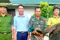 Trên đường đi làm, người đàn ông phát hiện 2 con chim quý hiếm
