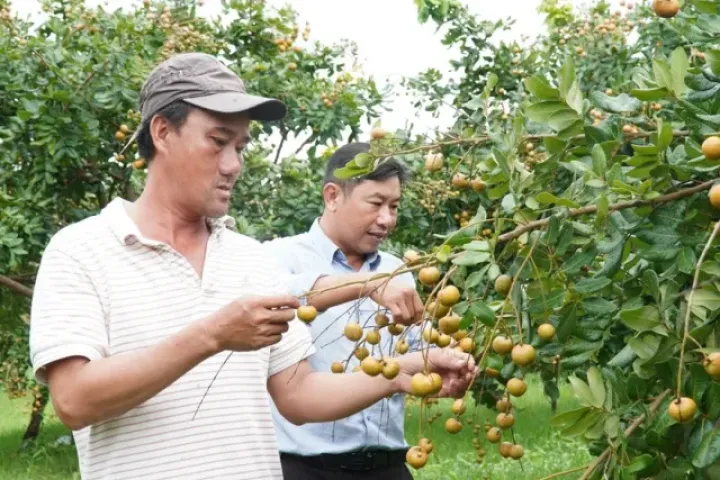 Loại nhãn có vị mặn được thương lái lùng mua tận gốc