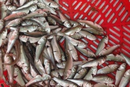 Cá linh non đầu mùa giá 240.000 đồng một kg