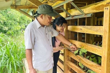 Dân một xã ở Hà Tĩnh bỏ nuôi lợn, nuôi bò chuyển sang nuôi hươu sao, bán con giống, bán lộc nhung mà giàu lên