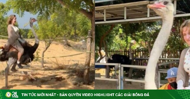 Hết cưỡi trâu, khách Tây lại phấn khích cưỡi đà điểu chạy 'xé gió' ở Việt Nam