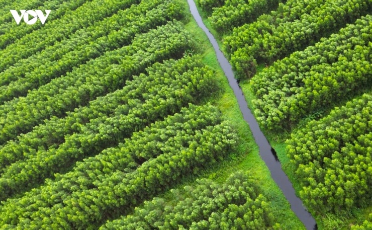 Giữa mùa mưa, rừng tràm U Minh Hạ xanh ngắt, đây cũng là thời điểm thợ rừng ở địa phương bắt đầu bước vào mùa đặt trúm (dụng cụ chuyên dụng) bắt lươn.