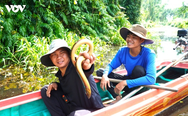 Từ tháng 6 đến tháng 12 âm lịch là mùa sinh trưởng, phát triển của lươn đồng. Tại những con kênh rậm thảm thực vật dưới tán rừng sản xuất U Minh hạ là môi trường rất phù hợp.