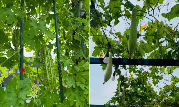 Những quả mướp đắng, mướp ngọt lần đầu đậu quả trên giàn leo trong khu vườn sân thượng.