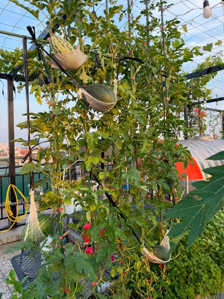 Mỗi quả dưa hấu được đặt trong một chiếc "võng" nhỏ trên giàn, giúp nâng đỡ quả khi lớn dần.