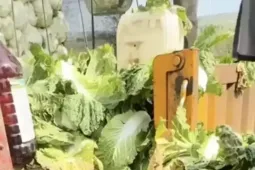 Trung Quốc chấn động vụ cải thảo nhúng hóa chất gây ung thư