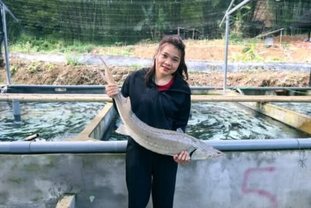 Cá tầm lớn nhanh nhờ nước suối lạnh, mô hình vùng cao cho doanh thu gần 2 tỷ đồng