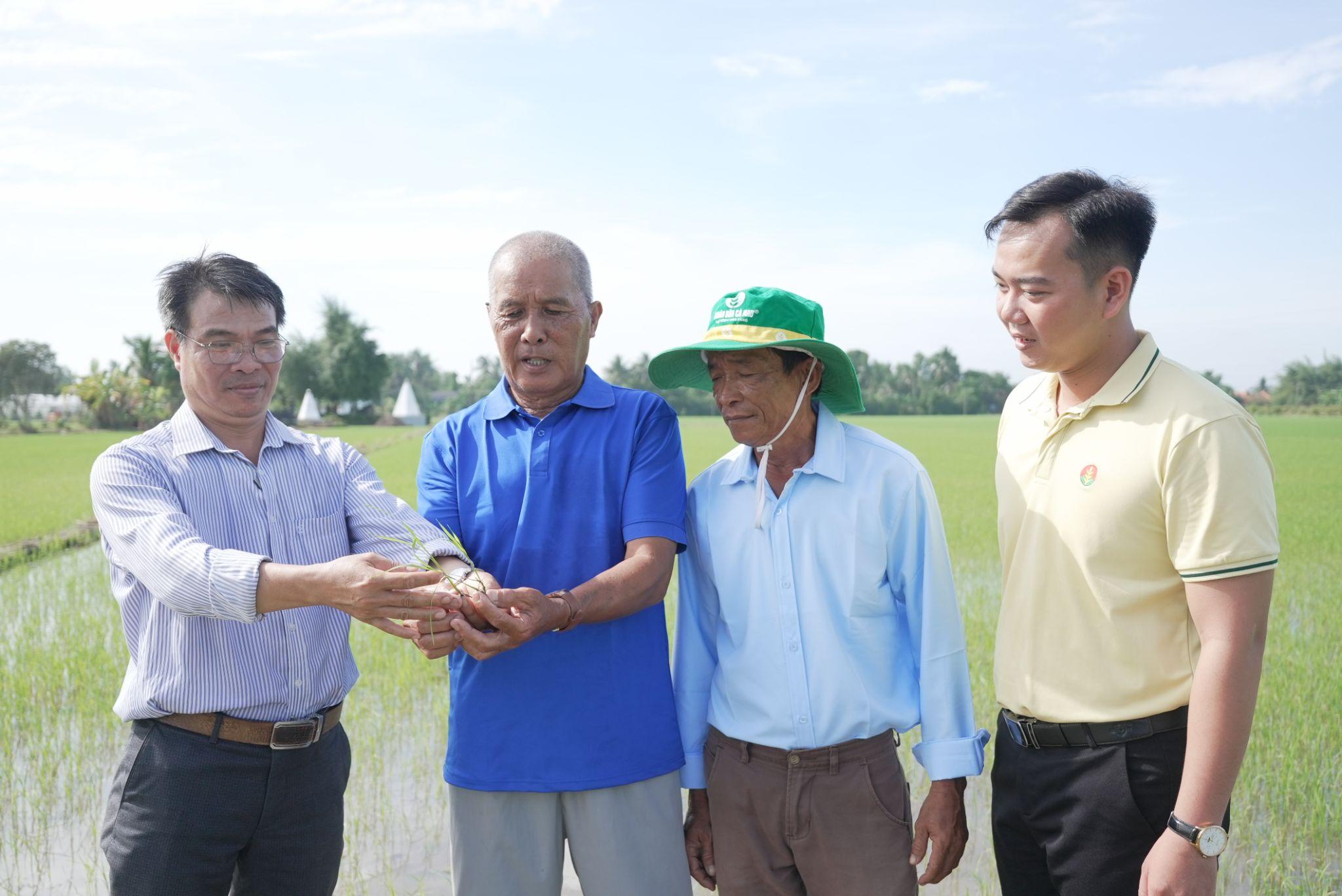 Ông Lê Văn Trạng (Tây Ninh) học hỏi Bí kíp vàng từ Phân bón Cà Mau trong canh tác lúa hiệu quả