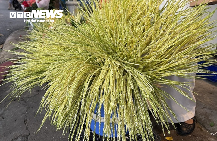 Một tiểu thương cho biết, hoa cau non là mặt hàng rất được ưa chuộng trong dịp Rằm tháng 7 năm nay. Lượng khách hỏi mua tăng mạnh, trong khi nguồn hàng không phải lúc nào cũng đáp ứng đủ nhu cầu, vì thế giá thường đắt. Hoa cau được các bà nội trợ ưa chuộng vì có màu trắng tinh, hương thơm nhẹ cùng vẻ đẹp bắt mắt, khác biệt hẳn các loại hoa thông thường.