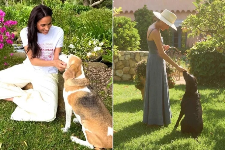 Harry - Meghan được cho là chọn chuyên cơ vì để chở cả hai chú chó cưng của gia đình về Anh sống. Ảnh: Instagram