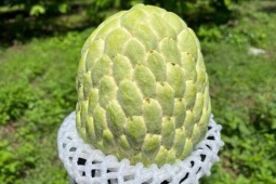 Loại na "khủng" ở Sơn La nặng hơn 1kg, vừa hái xuống khỏi cây đã kín đơn đặt mua, nông dân thu về hàng tỷ đồng