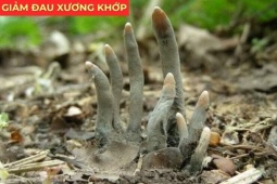 Tin tức sức khỏe - Cây “cực lạ” nghe tên đã sợ, ai ngờ lại là “báu vật” cho người đau xương khớp
