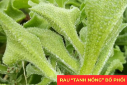 Tin tức sức khỏe - Loại rau “tanh nồng” bị nhiều người ngó lơ nhưng dưỡng phổi, giảm ho cực tốt, “bổ tựa nhân sâm”