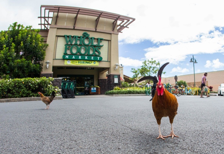Một đàn gà hoang băng qua bãi đậu xe của Whole Foods. Ảnh: Honolulu civl beat