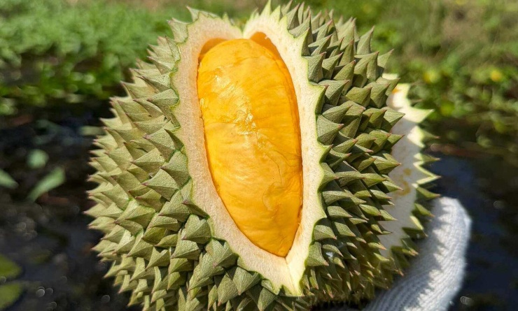 Sầu riêng Black Thorn. Ảnh: Mạnh Khương