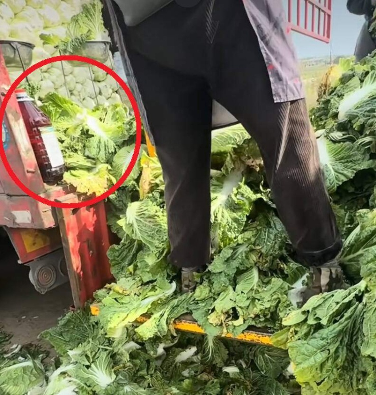 Bê bối cải thảo nhúng hóa chất gây ung thư chấn động Trung Quốc. Ảnh: Sohu