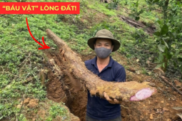 Tin tức sức khỏe - Việt Nam có một “báu vật dưới lòng đất” dài cả mét, tuy xấu xí nhưng siêu bổ dưỡng cho bàng quang!