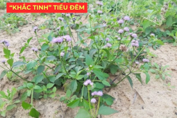 Tin tức sức khỏe - Ít ai biết: Loài hoa quen thuộc này lại là “khắc tinh” của phì đại tiền liệt tuyến, giúp giảm tiểu đêm rõ rệt
