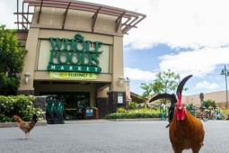 Người Hawaii khổ sở vì gà hoang