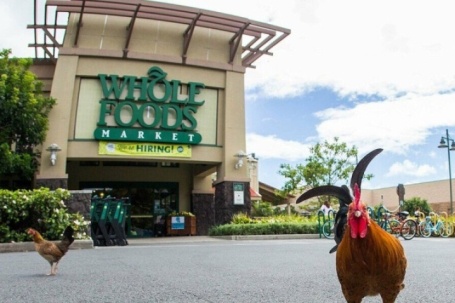 Người Hawaii khổ sở vì gà hoang