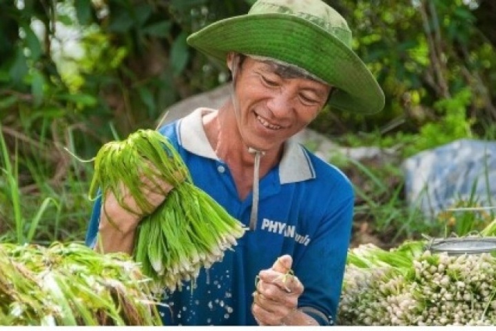Rau mọc dại hóa “lộc trời” giúp nông dân kiếm thêm thu nhập