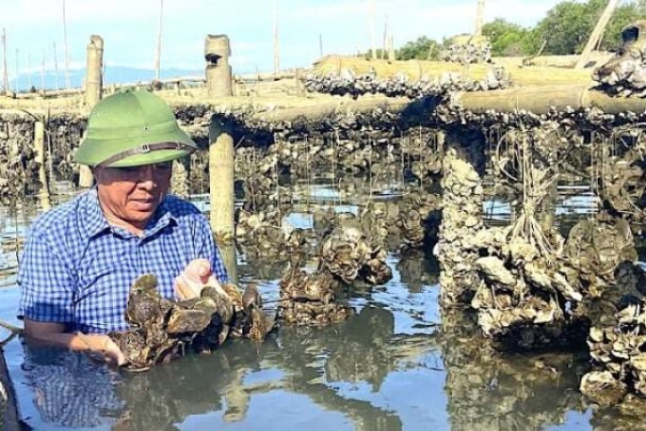 Thả hàng vạn sợi dây trên sông Rào Cái cho con hàu bám vào, nông dân Hà Tĩnh thu hàng trăm triệu đồng/vụ