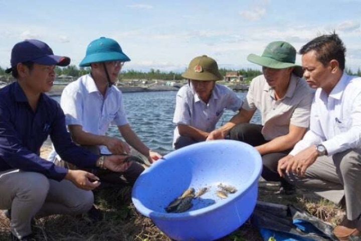 Trên những hồ tôm bỏ hoang, nông dân Quảng Trị thả nuôi một loài cá biển mà thu lãi 372 triệu đồng/ha sau 3 tháng