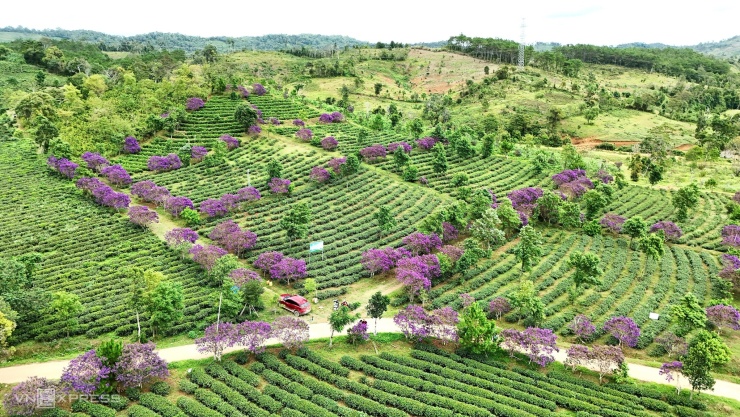 Bên Quốc lộ 24, từ đồng bằng Quảng Ngãi lên khu du lịch Măng Đen, đồi chè Đông Trường Sơn rộng 30 ha ở thôn Vi Choong, xã Kon Plông nổi bật với 1.000 gốc hoa mua tím rộ.