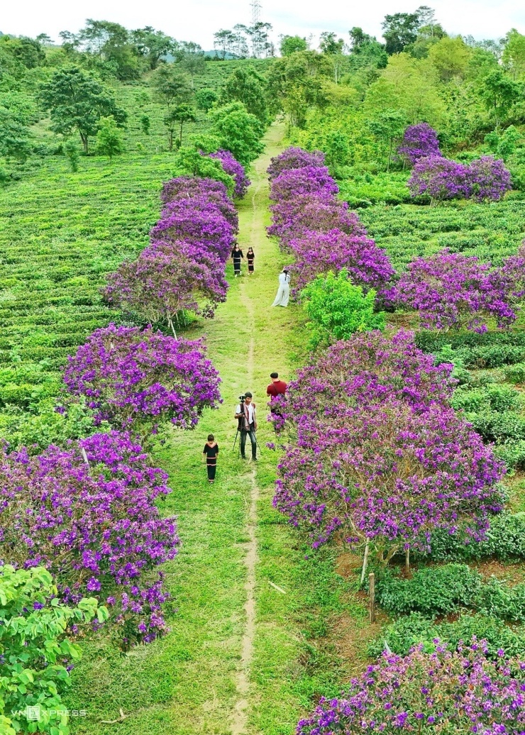 Những ngày cuối tháng 8, nhiều du khách đến đồi chè để chụp ảnh. Bà Nguyễn Thị Hằng, 51 tuổi, chủ nhiệm Hợp tác xã Chè sạch Đông Trường Sơn, cho biết đã trồng hoa mua từ năm 2022 để gắn sản xuất chè với trải nghiệm du lịch nông nghiệp.