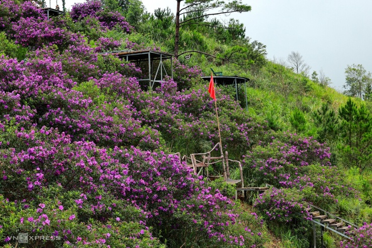 So với hoa mua giống ngoại ở đồi chè Đông Trường Sơn, hoa mua ở Đồi Tiên Nhân có màu tím ngả sang hồng nhiều hơn. Đây là giống hoa bản địa mọc nhiều ở huyện Kon Plong cũ (nơi có thị trấn Măng Đen).