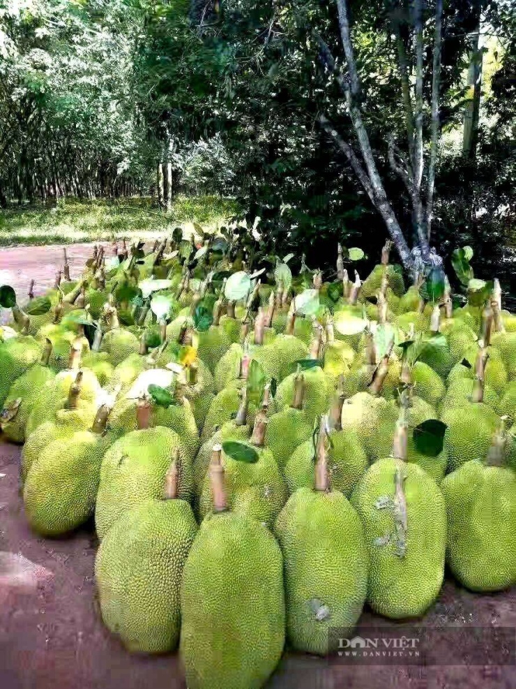 Mít dạt đưa về trại làm thức ăn cho đàn dê. Ảnh: T.Đ