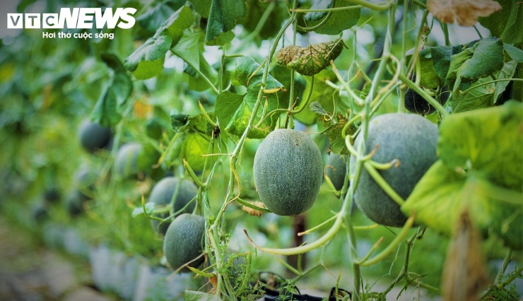 Không chỉ có bưởi da xanh của các hộ dân, mô hình trồng dưa lưới trong nhà màng hiện đại rộng 1.000m² của HTX thanh niên Hoài Ân cũng mang lại hiệu quả với những quả dưa nặng trĩu, được chăm chút kỹ lưỡng.