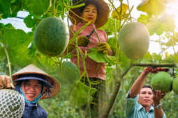 'Thủ phủ' cây ăn trái Gia Lai: Nông dân rạng rỡ thu tiền triệu mỗi ngày