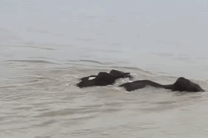 Khoảnh khắc đàn voi cố sống sót giữa dòng nước xiết